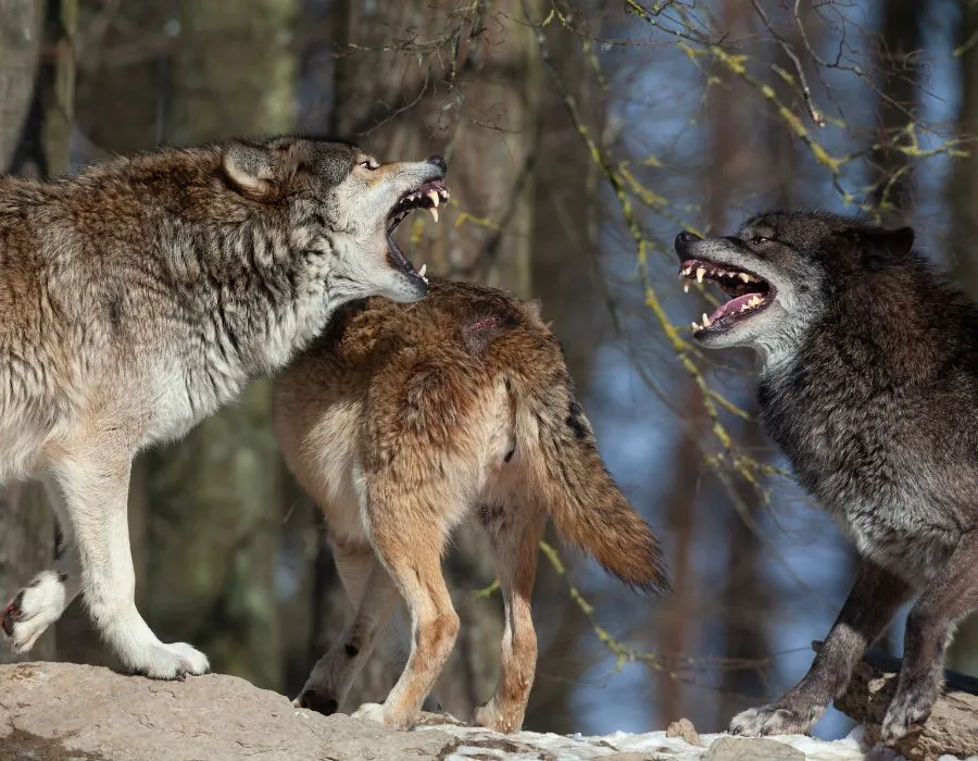 wolves aggressive